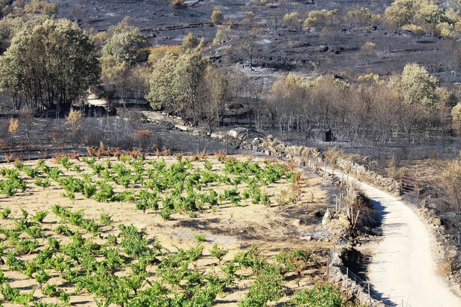 La Plataforma Gredos Vivo reivindica la viticultura de montaña como herramienta de prevención de incendios