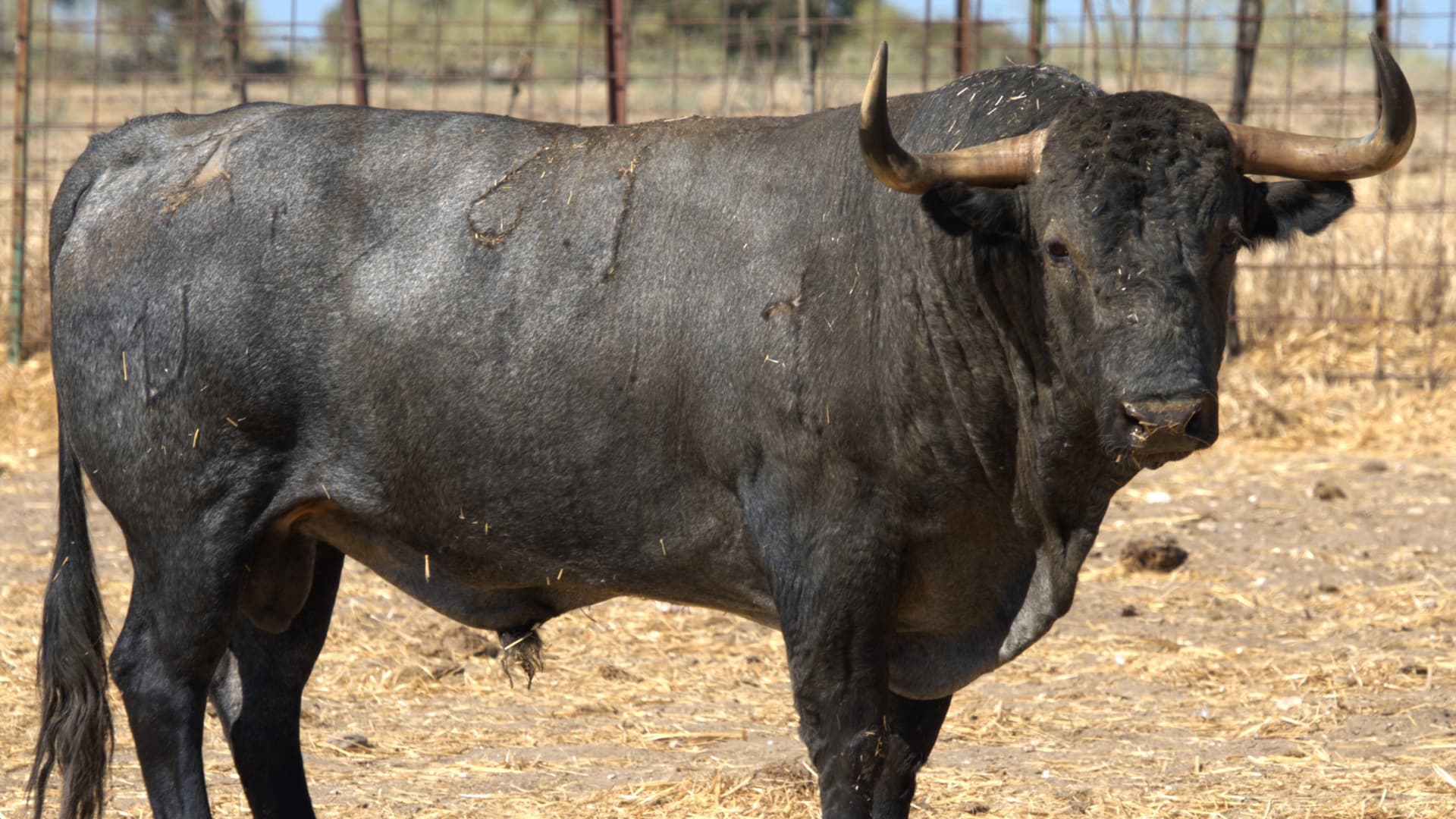 Los toros de Victorino Martín para Málaga
