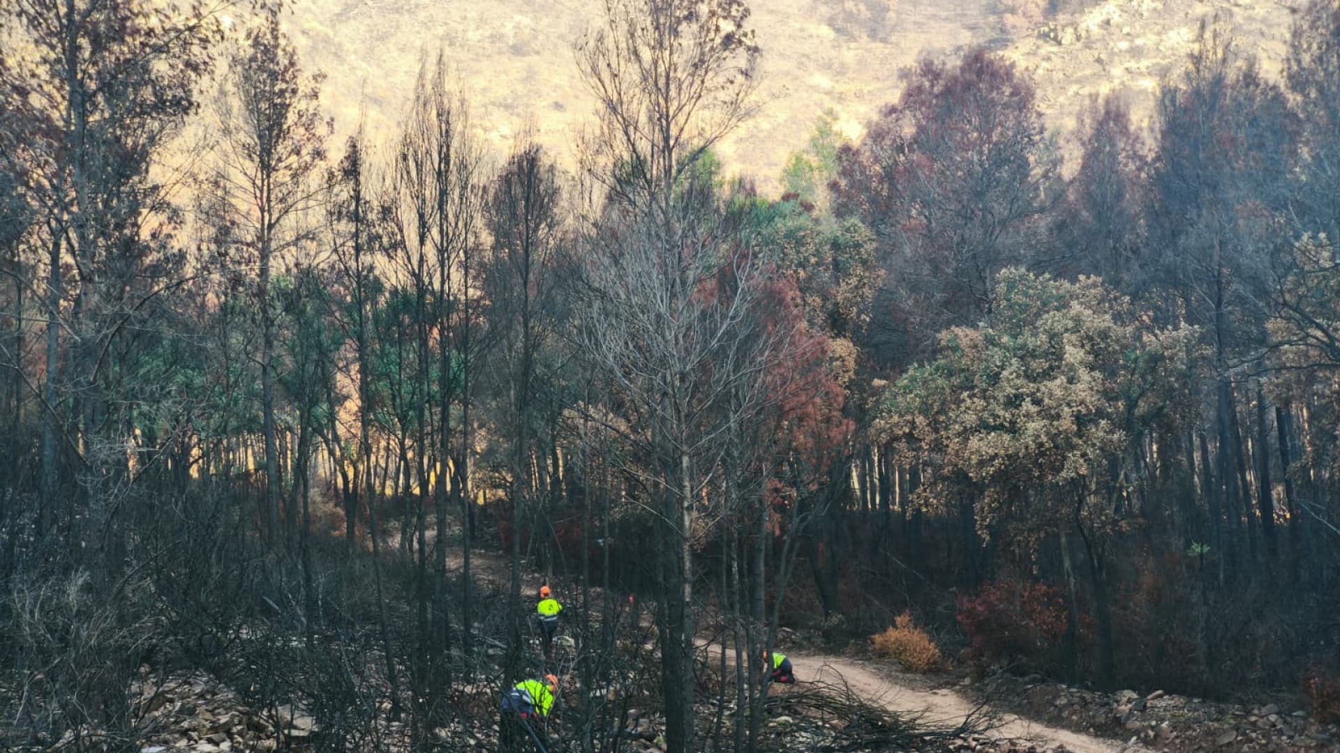 La Generalitat eleva a 4,2 millones la inversión para recuperar la Sierra de Espadán tras el incendio
