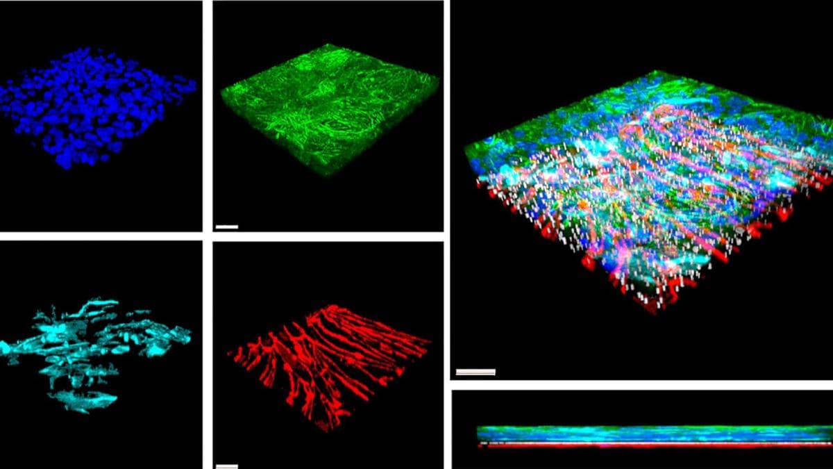 Desarrollan un corazón en un chip para evaluar mejor la respuesta a los fármacos y acabar con la cardiotoxicidad