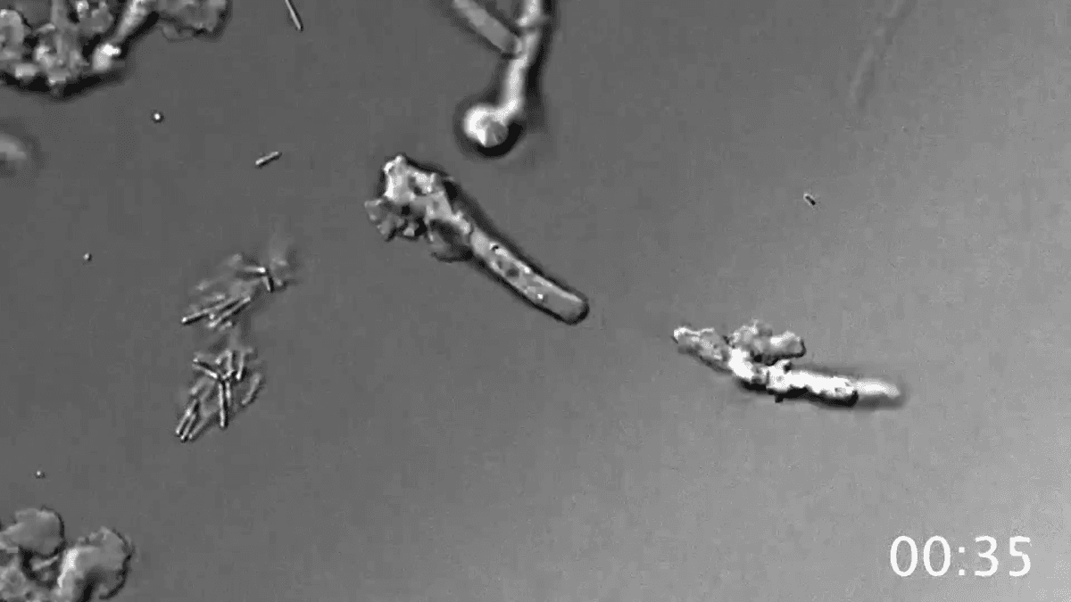 La NASA descubre una «ameba de fuego» que vive a 64 grados y desafía los límites de la vida