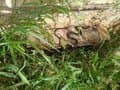 El Parlament urge al Gobierno a incluir a la serpiente de herradura en el catálogo de especies invasoras