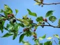 Descubren cómo las moreras producen oxiresveratrol, compuesto antioxidante y antiinflamatorio