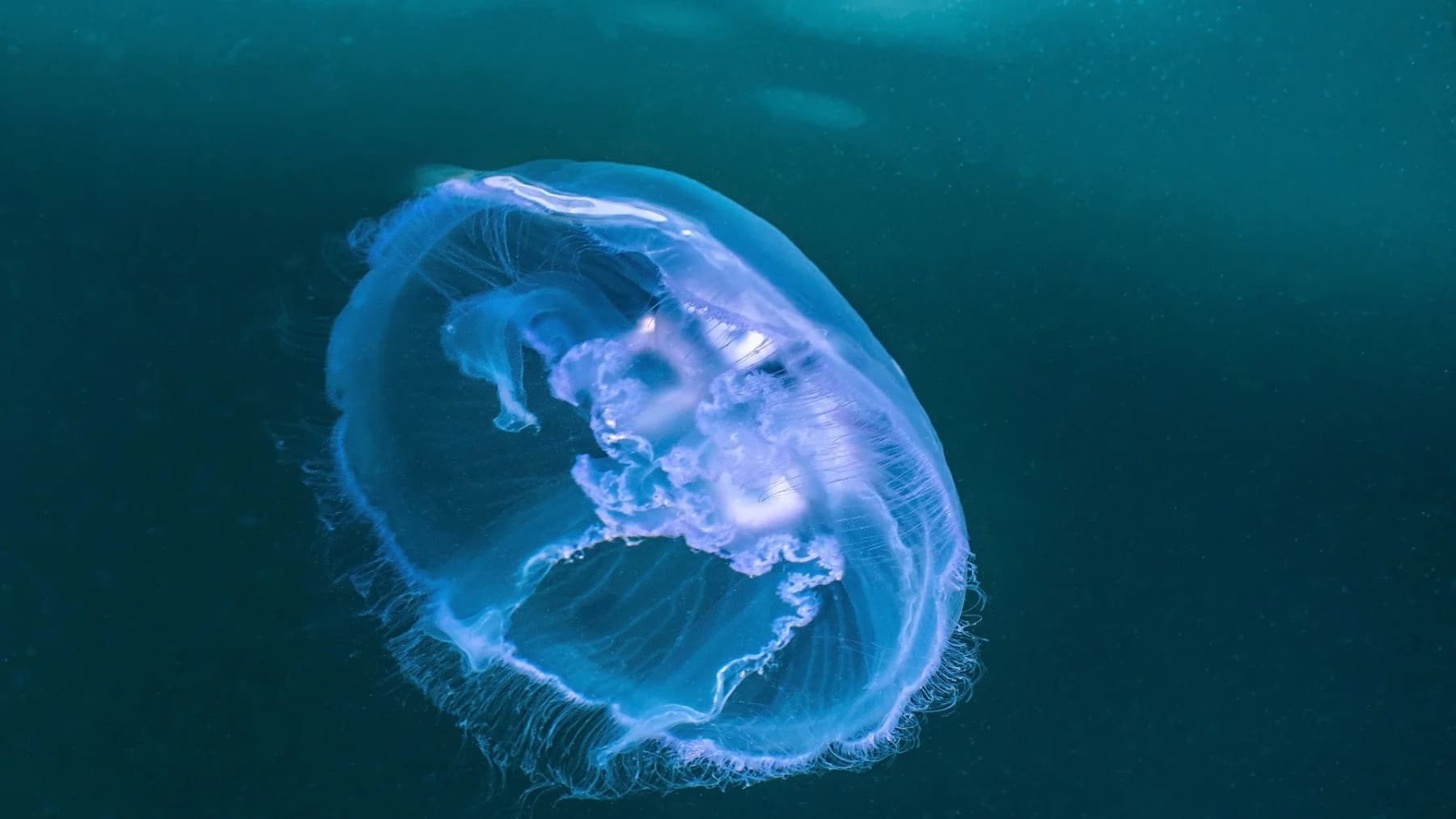 Medusas apagan un reactor nuclear de 1.400 megavatios: la plaga que ya frena centrales en Suecia y Francia