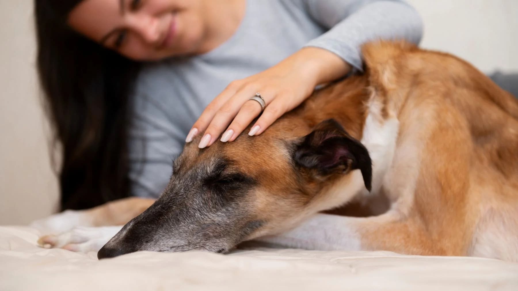 Enrique Molina, experto en adiestramiento canino: «A un perro le hace más una caricia que un trozo de comida»