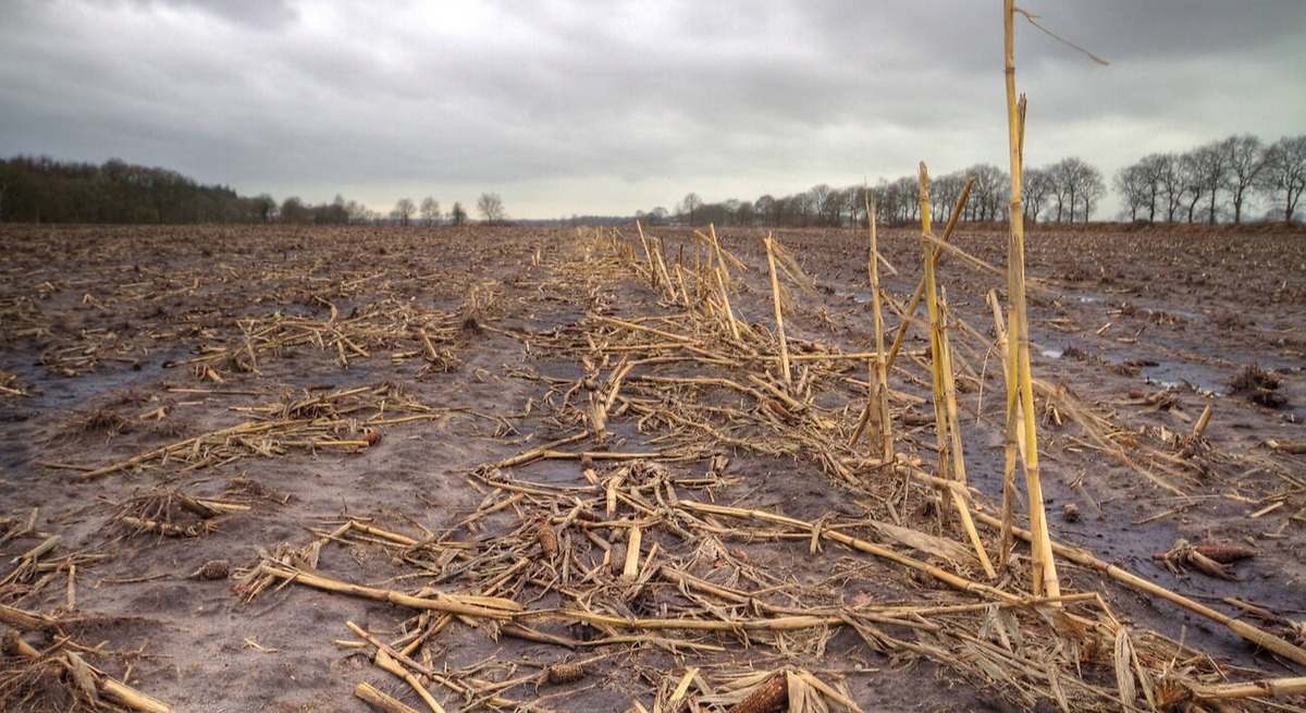 Un agricultor destruye 10 hectáreas de cultivos tras seguir los consejos de la IA sobre el control de malas hierbas y plagas