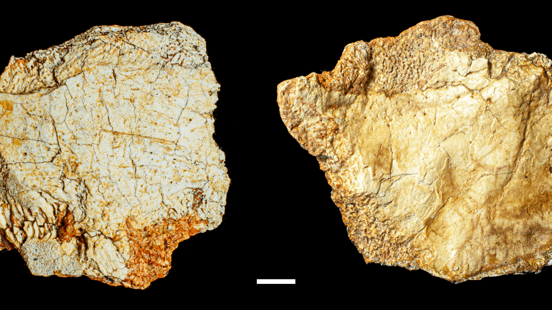 Los expertos científicos coinciden: "El cráneo de más de 200.000 años hallado en Ruidera (Ciudad Real) revoluciona el estudio de la evolución humana que conocíamos hasta ahora"