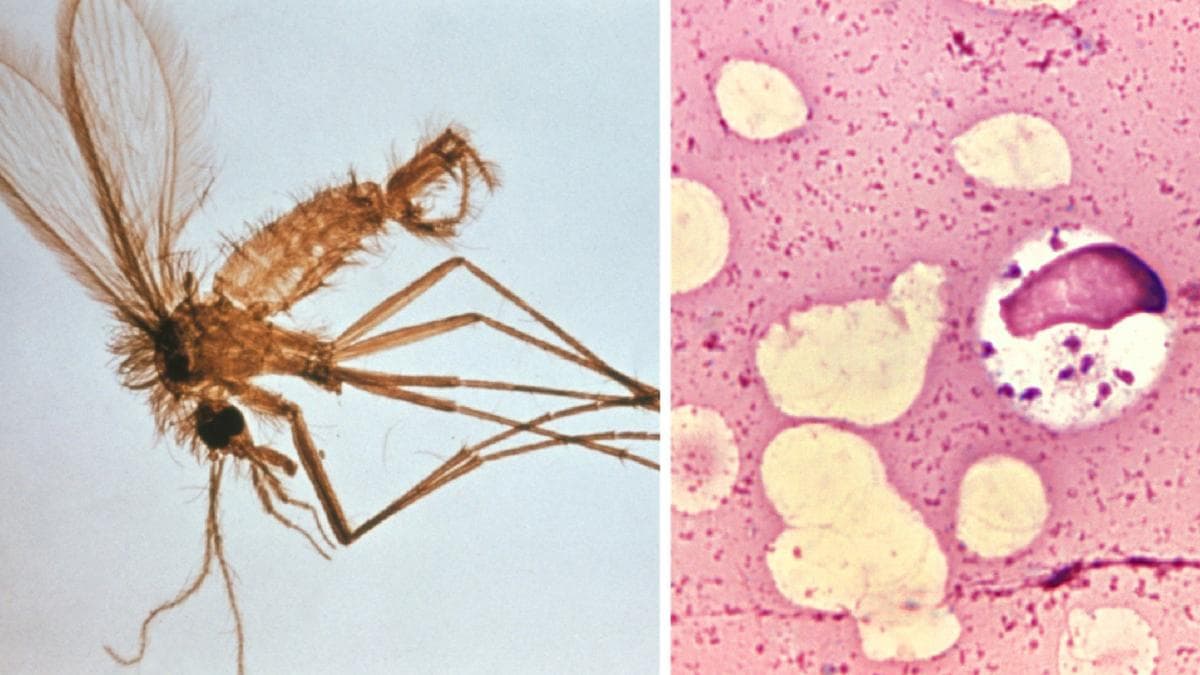 Las oscilaciones del Atlántico permiten prever algunos brotes de leishmaniasis