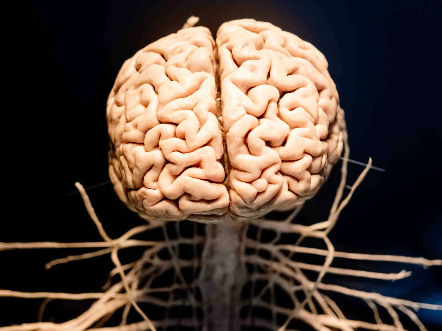 El cerebro humano cambia más de lo que se pensaba: este estudio sigue su evolución hasta los 97 años
