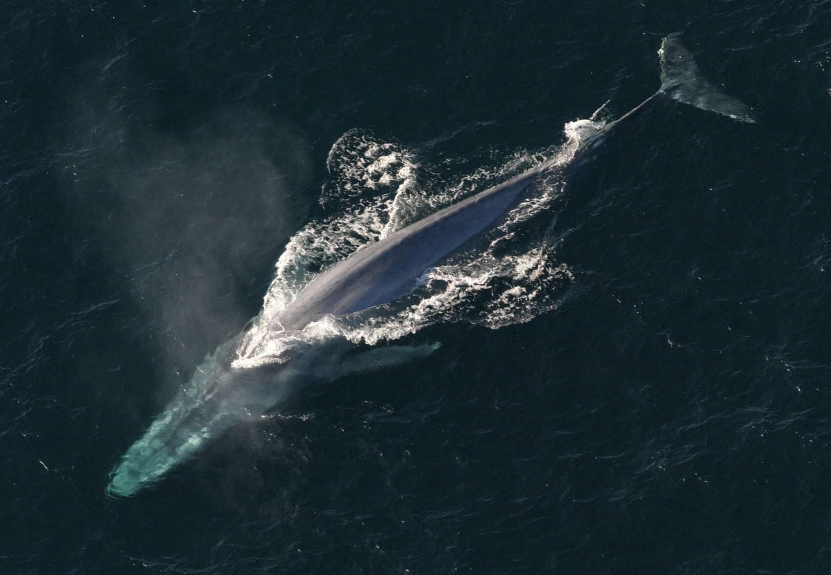 Fin a décadas de ausencia: las ballenas azules y de aleta recolonizan el Atlántico