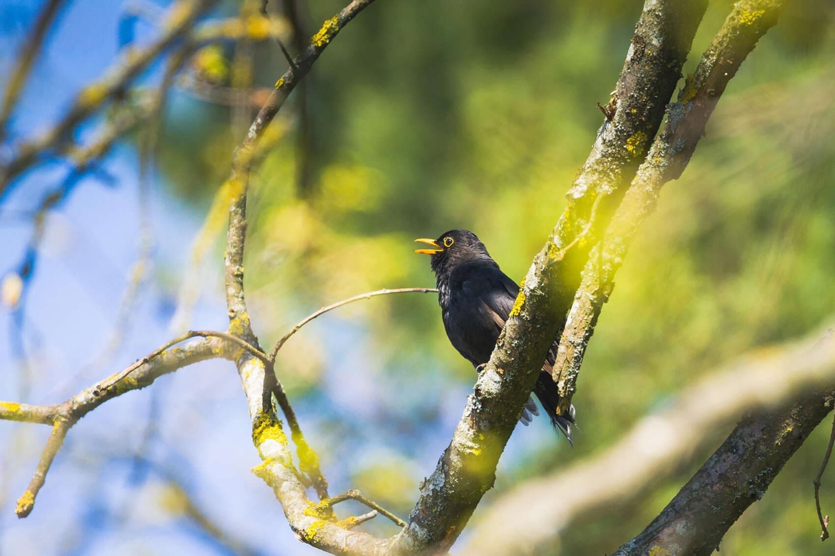 Los secretos del encanto: ¿por qué el cerebro percibe como agradable el canto de un pájaro?