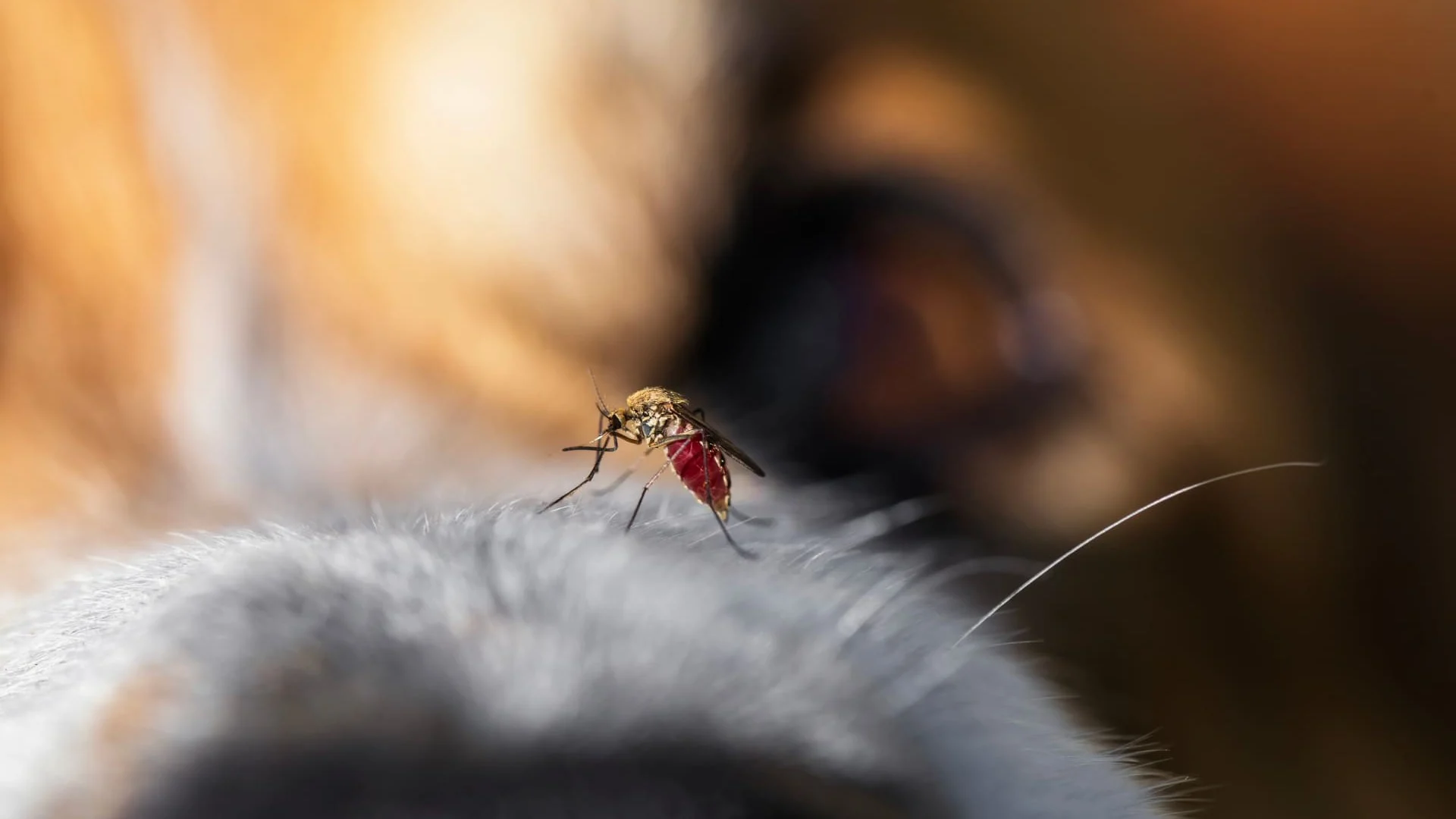 ¿Este verano hay menos mosquitos? Las olas de calor parecen cambiar el calendario y los viajes del ́tigre ́