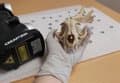 Un estudio revela una limitación evolutiva clave en la dentición de los mamíferos