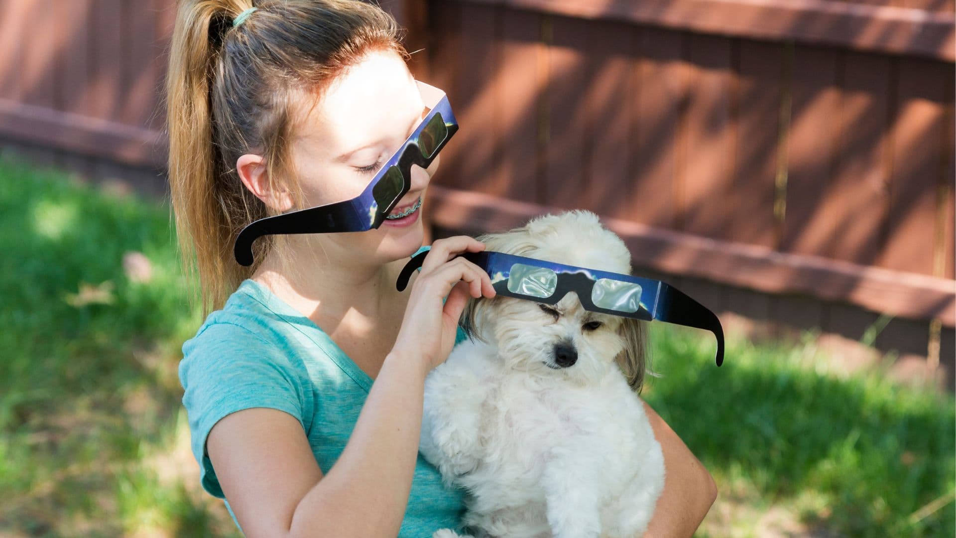 Cómo afecta el eclipse solar a tu mascota y por qué no debes ponerle gafas